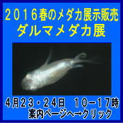 �Q�O�P�U�N�t�̃��_�J�W���̔��@�_���}�G�[�V������1�e�@�_���}���_�J�W���̔�