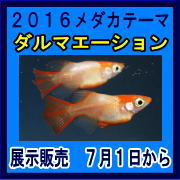 �e�[�}�F�_���}�G�[�V�����@�_���}�n�𒆐S�ɍ݌Ɉ�|�A�V�e���_�J�����@�̂��ē��ł��B�i�Q�O�P�U�N�V���j